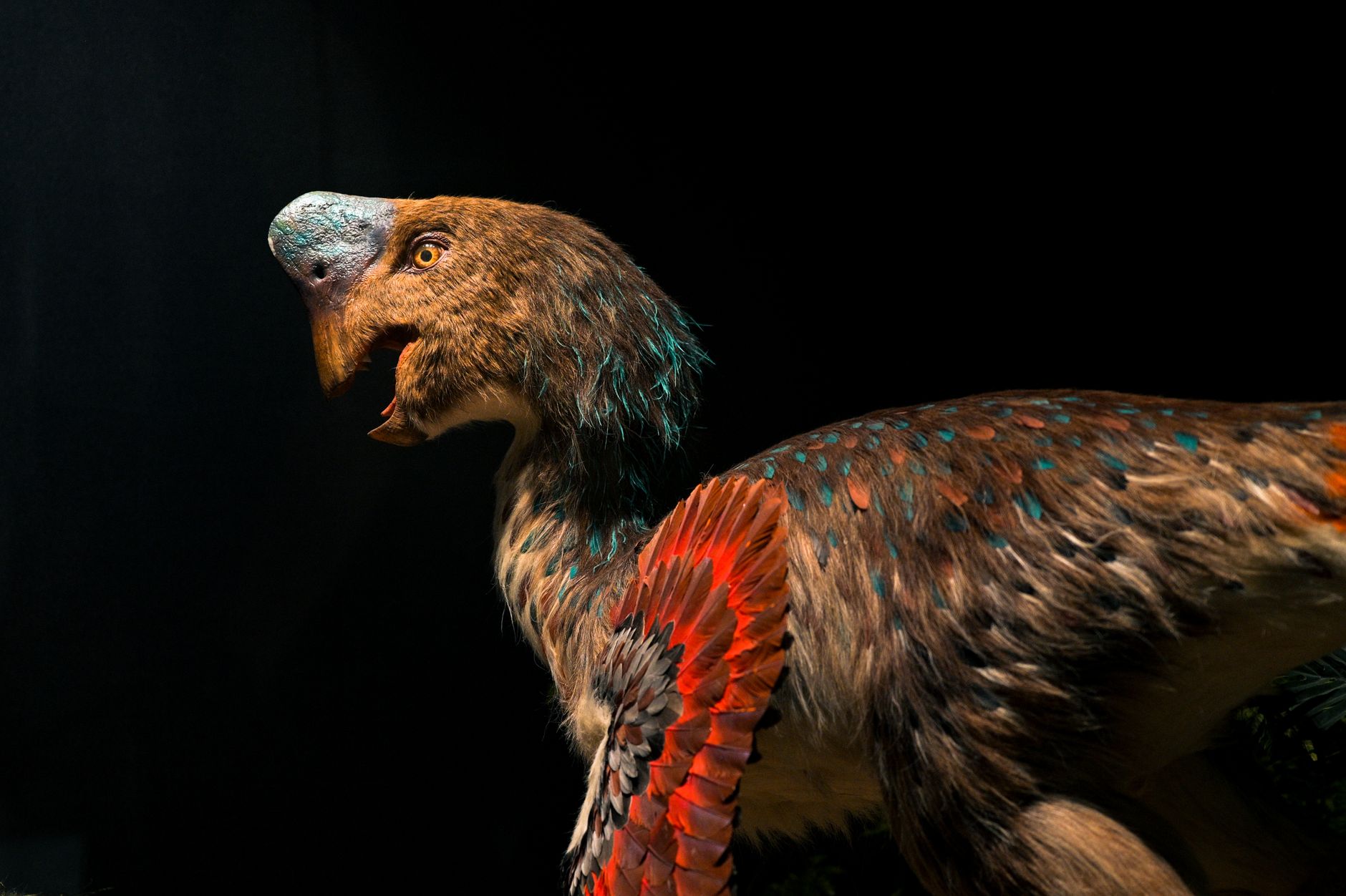 Bird Feathers Found: Proven Discovery in Dinosaur Coprolite